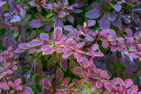 Berberis Thunbergii Golden Ring Berberys Thunberga Szk Ka Drzew