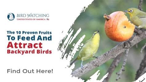 The 10 Proven Fruits to Feed and Attract Backyard Birds