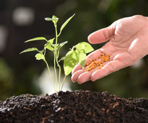 Fertilizing Indoor and Outdoor Plants - Tips for Success - Anything Groes