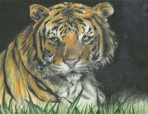 sad tiger by brimstoneman34 on DeviantArt