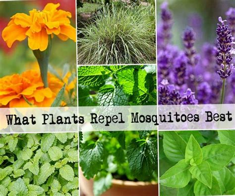 how to repel mosquitoes naturally at home