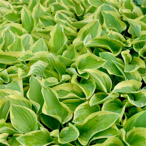 Hosta Pilgrim Fieldstone Gardens Inc