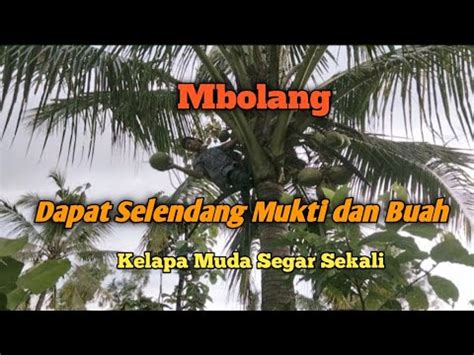 Mbolang Dapat Bambu Unik Selendang Mukti Dan Beberepa Buah Kelapa