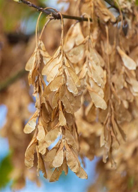 Maple seeds on the tree stock photo. Image of botany - 104999818