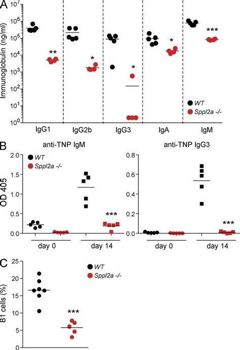 Sppl2a Mediated Cleavage Of Cd74 Is Responsible For The B Cell