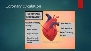 Coronary circulation and it's function . | PPT