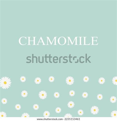 Chamomile Flower Template Banner Background Flowers Stock Vector