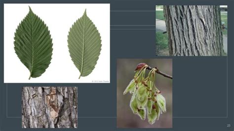 Dendrology FNRS 205 Full Species List Identification Flashcards Quizlet