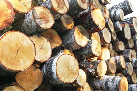 Pile Of Felled Tree Trunks Along A Rural Field Road Stock Image Image