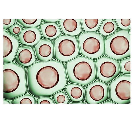 Cell membrane of plant cell: definition and structure - sciencequery.com