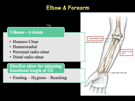 Elbow And Forearm Kinesiology Flashcards Quizlet