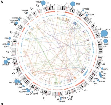 molecular perspectives  diffuse large  cell lymphoma lablogatory