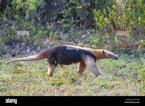 El Oso Melero Tamandua Tetradactyla El Norte De Pantanal Mato