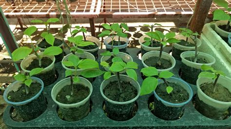 Bougainvillea 3 In Cuttings Propagation Fastest Way To Propagate