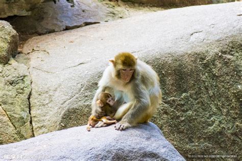 猴子妈妈和宝宝拍摄素材摄影图__野生动物_生物世界_摄影图库_昵图网nipic.com