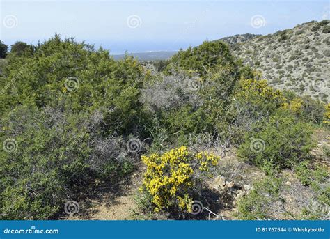 Garrigue Habitat, Akamans stock photo. Image of broom - 81767544