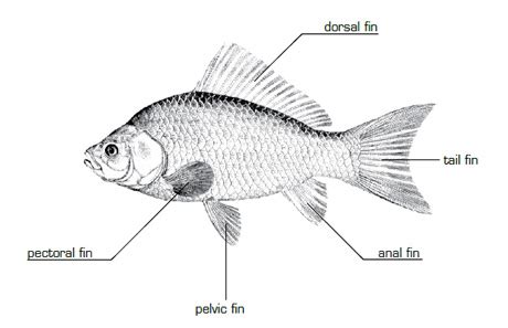 Labeled Angler Fish Anatomy : Anglerfish Wikipedia - | Stock Buford