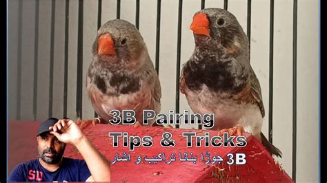 How To Pair 3B Zebra Mutation Finch Birds 3b Working Tips And Tricks