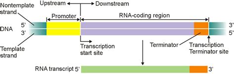 The promoter site and the terminator site for transcription are located at