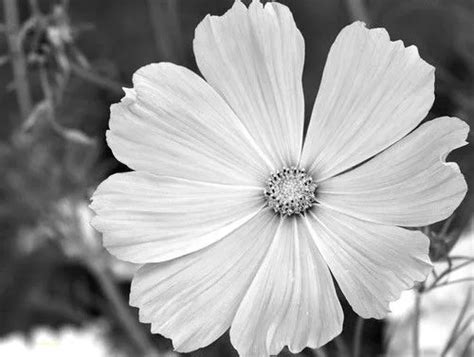 Imagenes De Flores En Escala De Grises Imagui