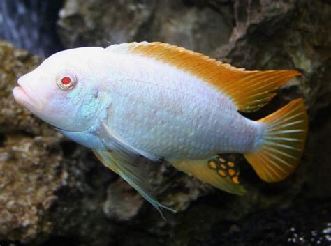 Lake Malawi Mbunas – Snake River Cichlids