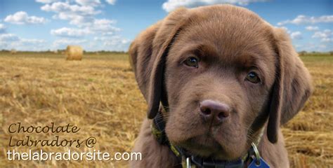 Chocolate Lab - Your Guide To The Chocolate Labrador Retriever