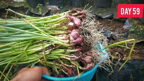 Begini Hasilnya Kalau Menanam Bawang Merah Di Musim Penghujan Youtube