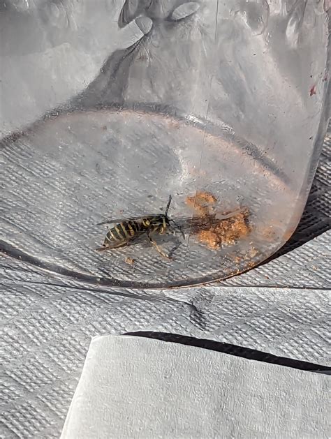 Is this a bee or yellow jacket? : r/bugidentification