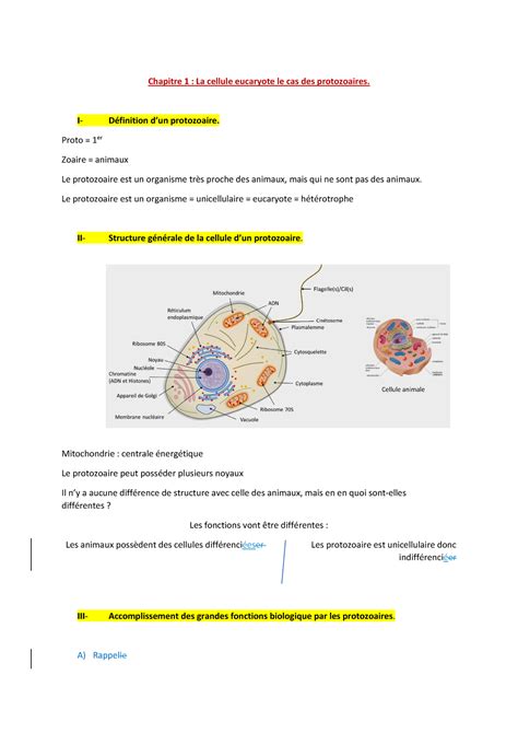 Biologie Des Animaux Chapitre 1 Chapitre 1 La Cellule Eucaryote Le