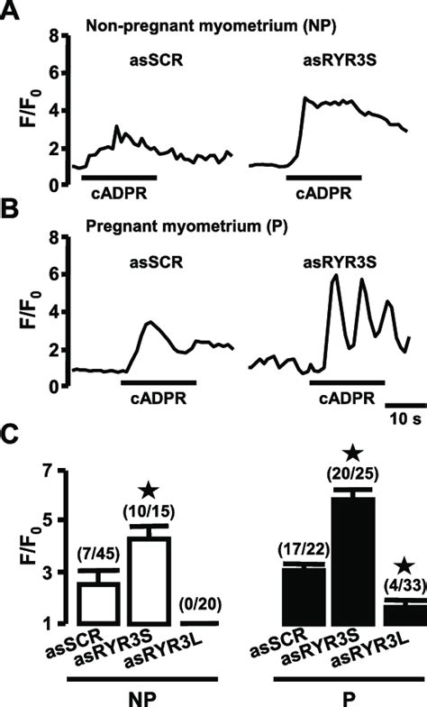 Ca Signals Evoked By Cadp Ribose Cadpr In Nonpregnant And Pregnant