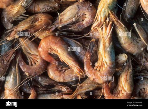 Common Shrimp Common European Shrimp Brown Shrimp Crangon Crangon