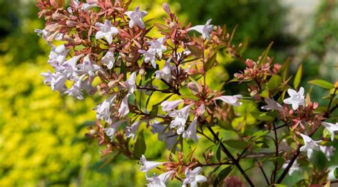 Chaenomeles Syringa Flowering Shrubs Evergreen Shrubs Partial Shade Plants Lagerstroemia