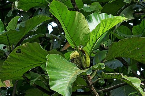 Artocarpus Sericicarpus Moraceae Image At Phytoimages Siu Edu