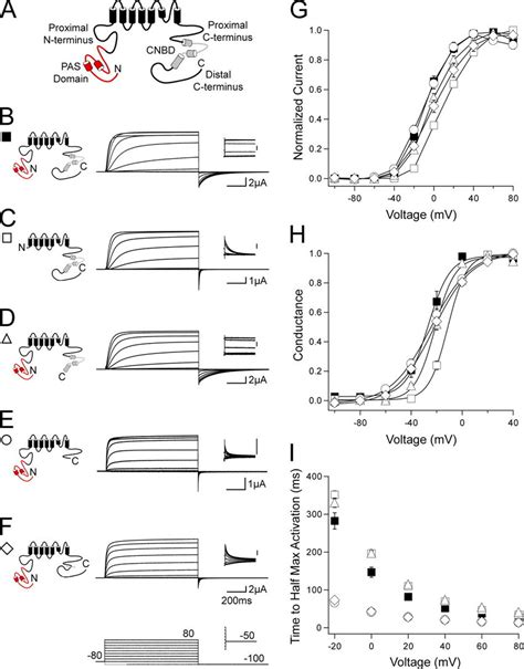 Herg Activation Gating Is Altered By C Terminal Cnbd Deletion A