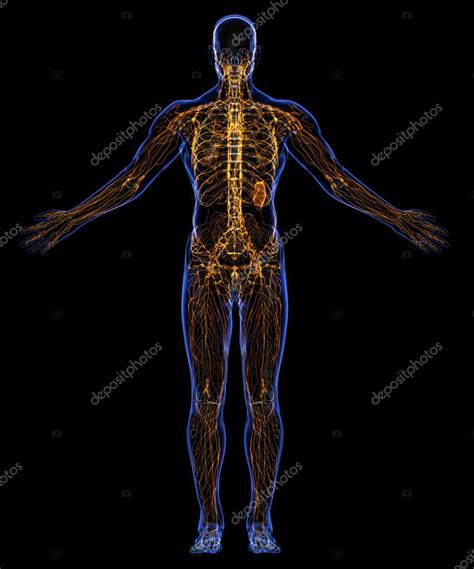 Human Lymphatic System And Skeleton Stock Photo By ©schmaster73 38896675