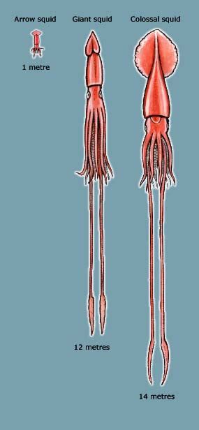 Colossal squid - Alchetron, The Free Social Encyclopedia