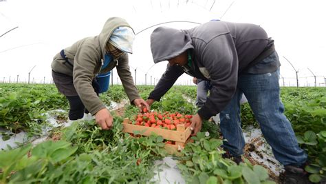 Produce Irapuato Fresa De Alta Calidad Peri Dico Am