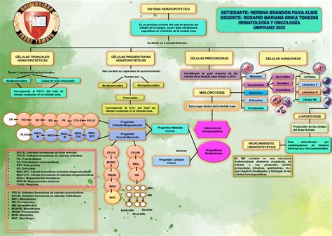 Mapa Conceptual Hematopoyesis Jcgs Desarrollo De La Porn Sex