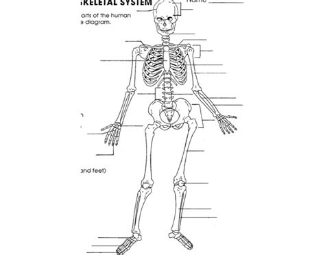 Label The Skeletal System Quiz