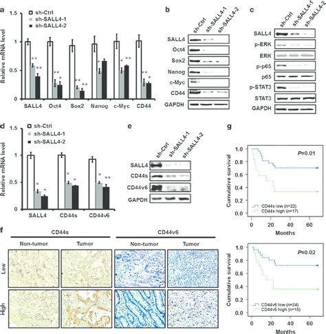 Sall4 Knockdown Reduces The Expression Of Stemness And Emt Related