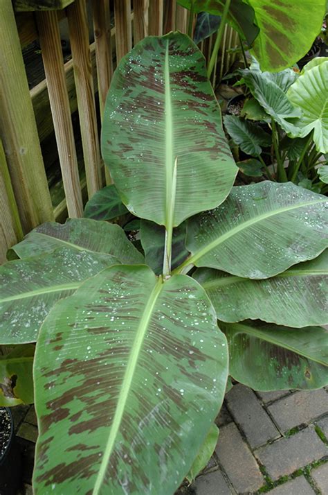 Dwarf Cavendish Banana Musa Dwarf Cavendish In Denver Centennial