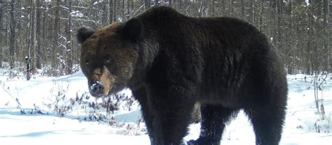 Ussuri Brown Bear