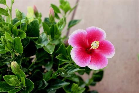 Hibiscus Flower Hawaii - Free photo on Pixabay - Pixabay