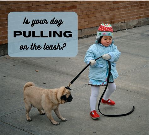 How To Keep My Dog From Pulling On Leash