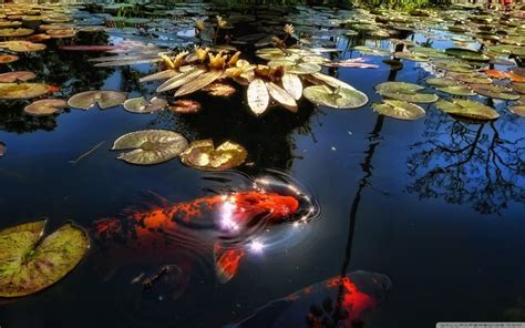 Gorgeous Koi Fish Pond Laghetto Koi Pesce Koi Pesce Esotico