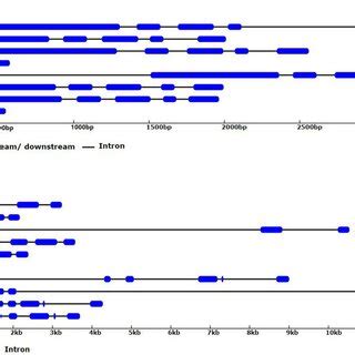 The structure of the invertase gene family in grape. A Acid invertase ...