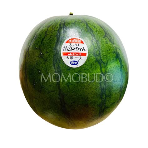 Japanese Yuuwaka No Hitomi Kuro Kodama Watermelon — Momobud