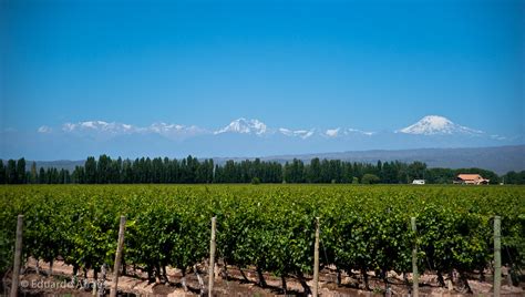 Wine Field Mendoza Argentina South America Eduardo Fonseca