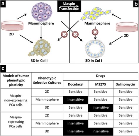 Scheme D D Mammosphere Recapitulates Distinct Functional States Of