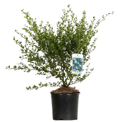 C Anothe Thyrsiflorus Skylark Ceanothus Thyrsiflorus Skylark Pot L